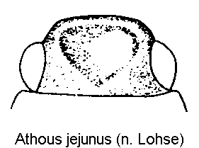 athous_jejunus_k.gif