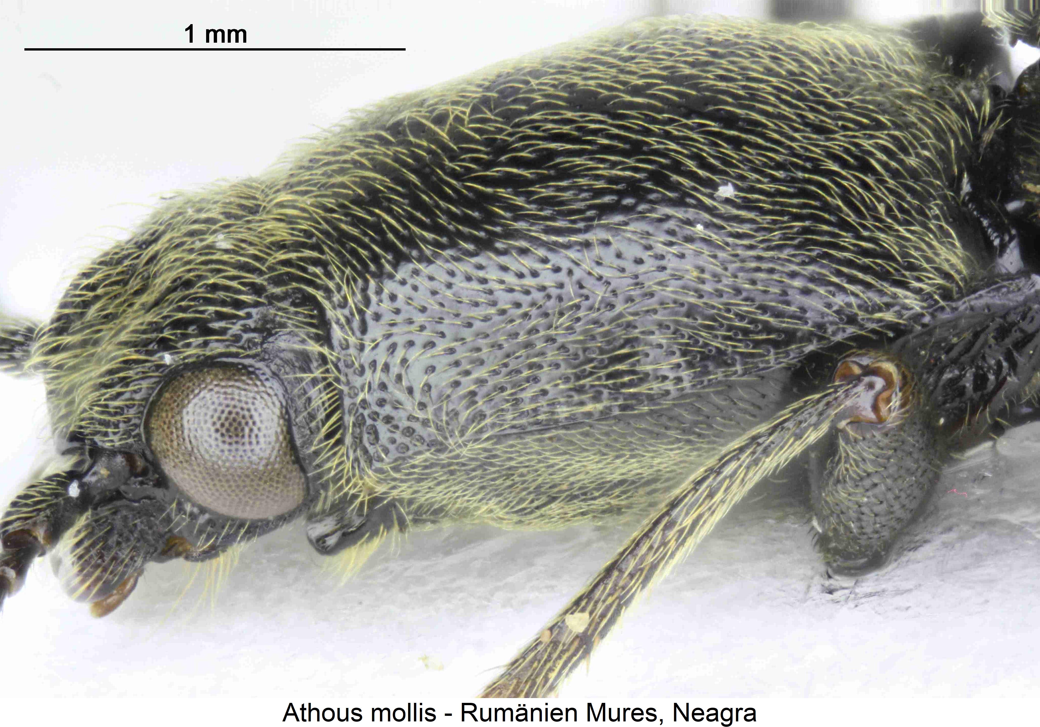 athous_mollis_vk.jpg