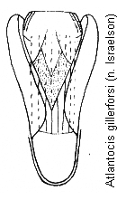 atlantocis_gillerforsi.gif