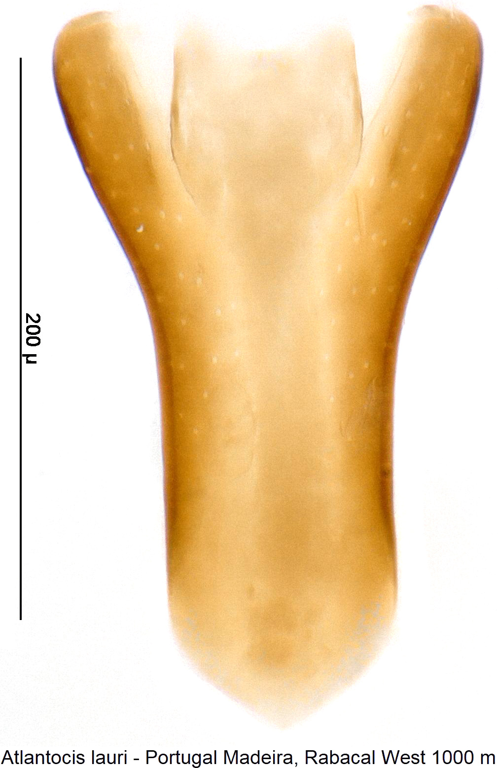 atlantocis_lauri1.jpg