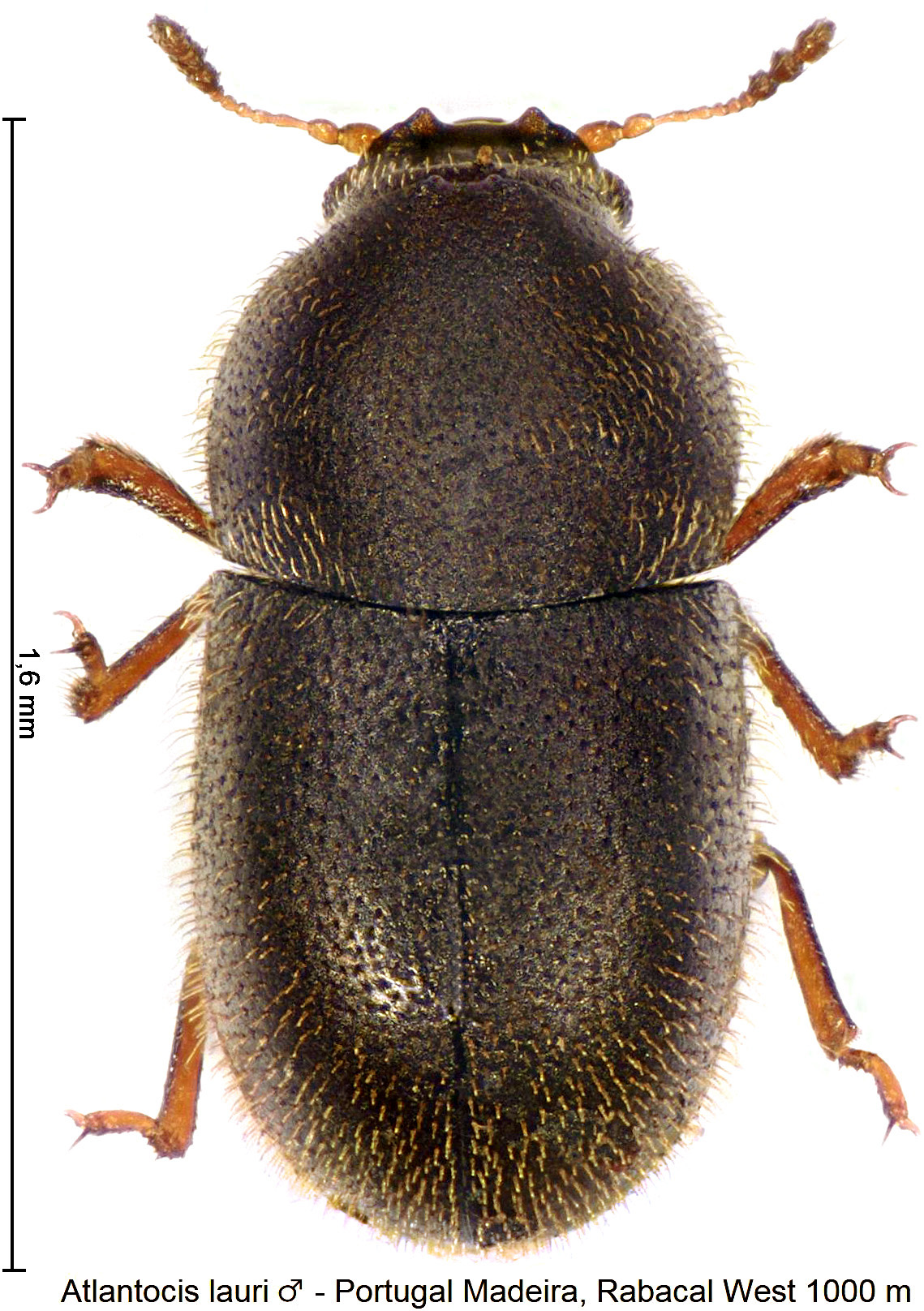 atlantocis_lauri_m_hab.jpg