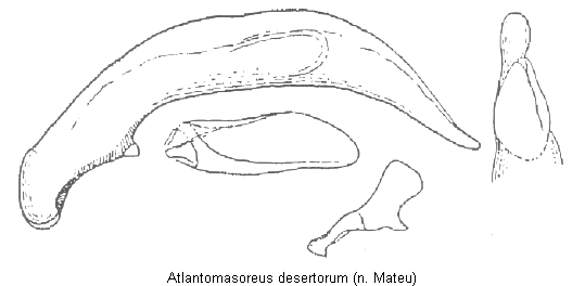atlantomasoreus_desertorum.gif