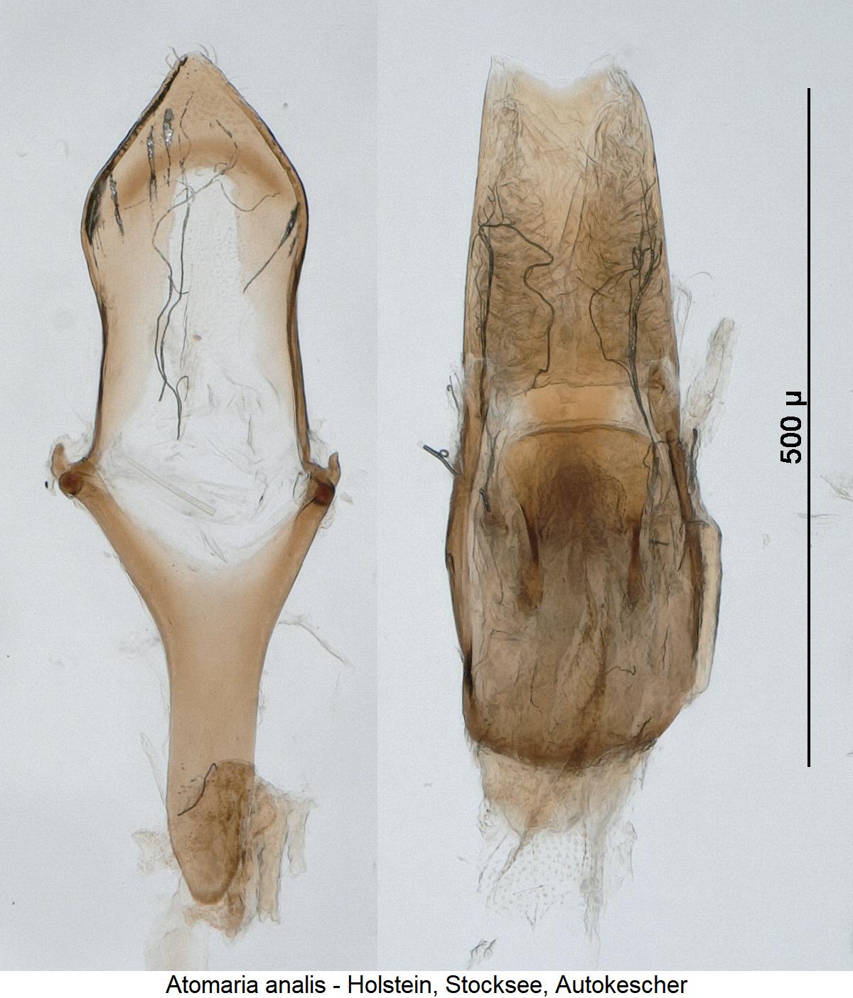 atomaria_analis.jpg