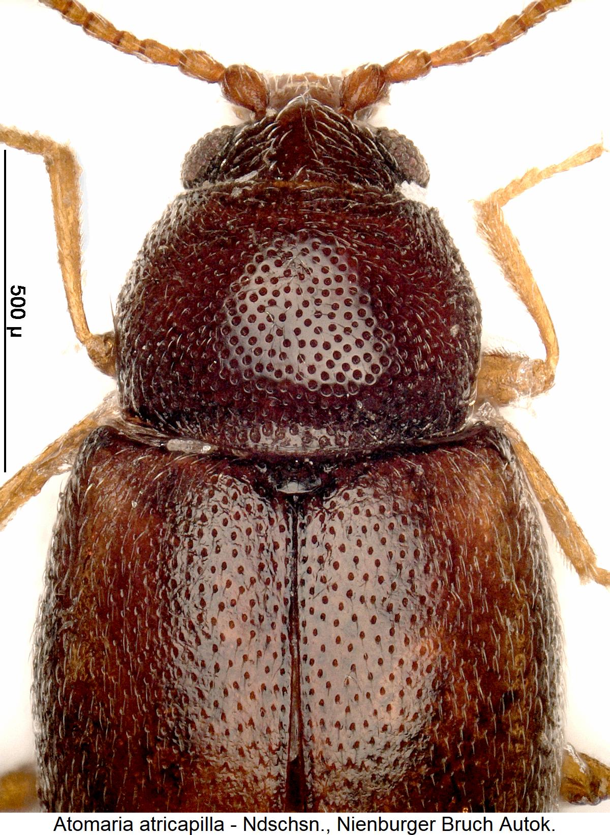 atomaria_atricapilla_vk.jpg