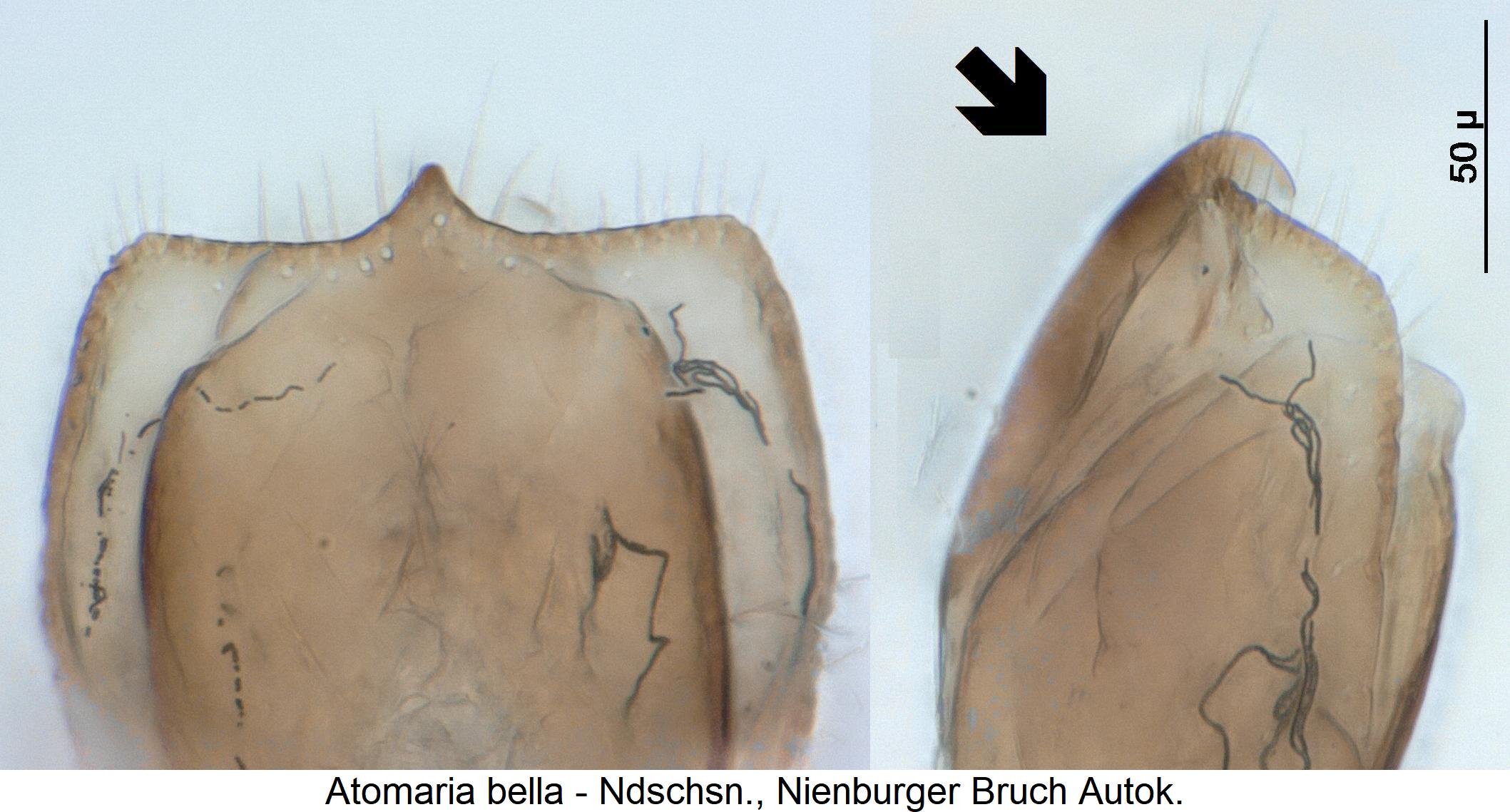 atomaria_bella_detail.jpg