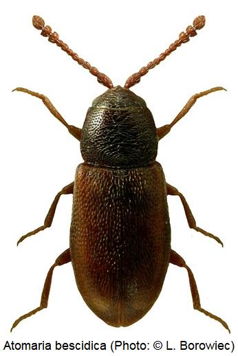 atomaria_bescidica_hab.jpg