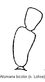 atomaria_bicolor_f.gif