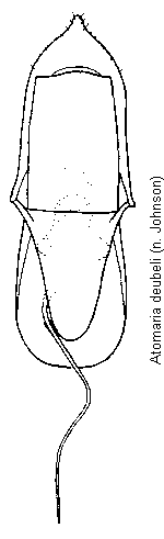 atomaria_deubeli.gif