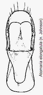 atomaria_elongatula.gif
