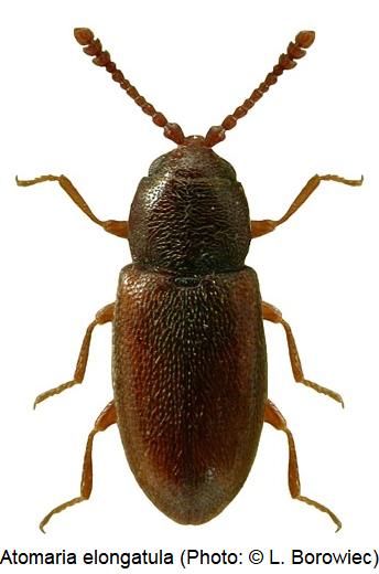 atomaria_elongatula_hab.jpg