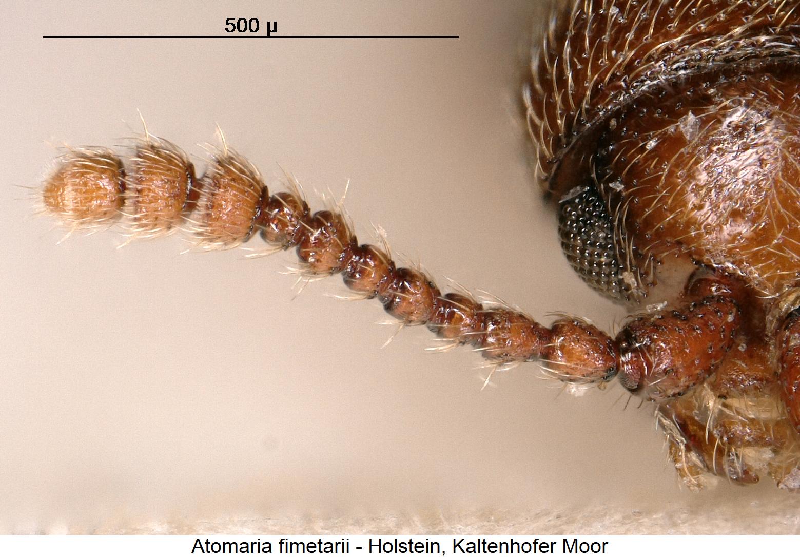 atomaria_fimetarii_f.jpg