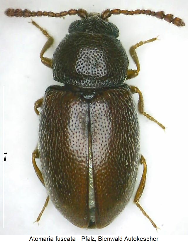 atomaria_fuscata_hab.jpg