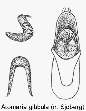 atomaria_gibbula1.gif