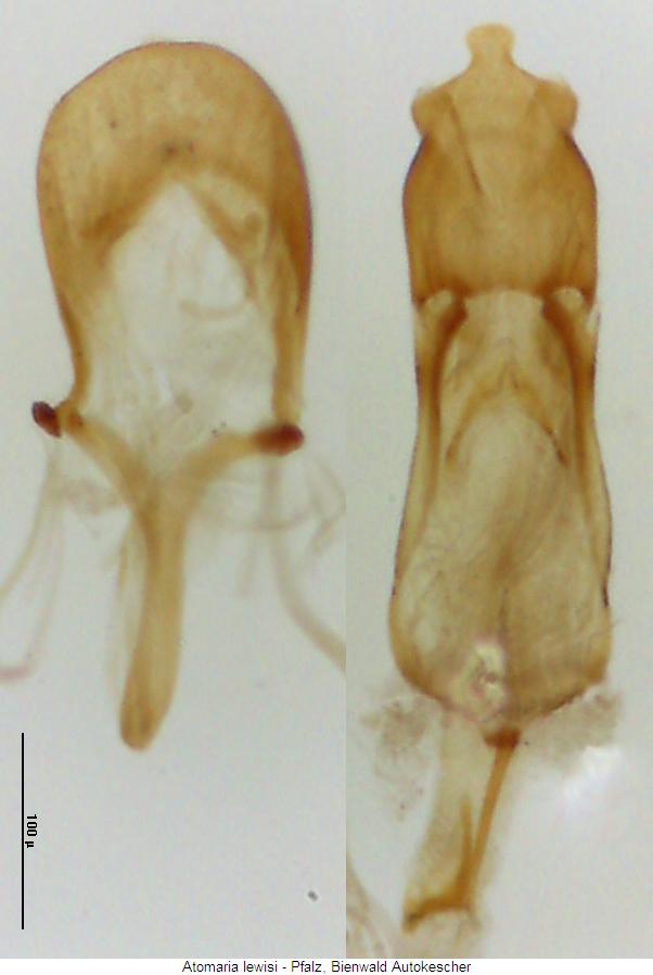 atomaria_lewisi.jpg