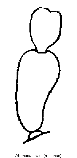 atomaria_lewisi_f.gif