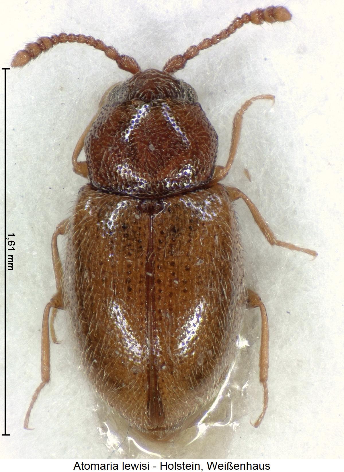 atomaria_lewisi_hab1.jpg