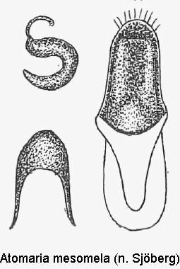 atomaria_mesomela1.gif