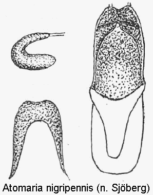 atomaria_nigripennis.gif