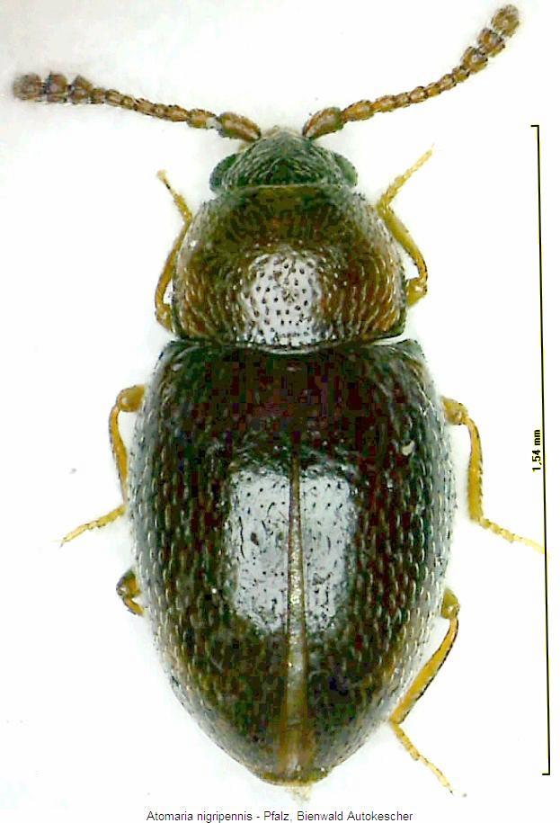 atomaria_nigripennis_hab.jpg