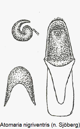 atomaria_nigriventris.gif