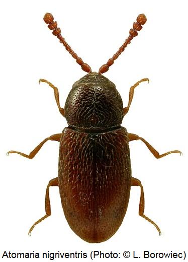 atomaria_nigriventris_hab.jpg