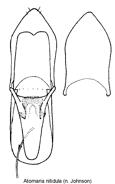 atomaria_nitidula.gif