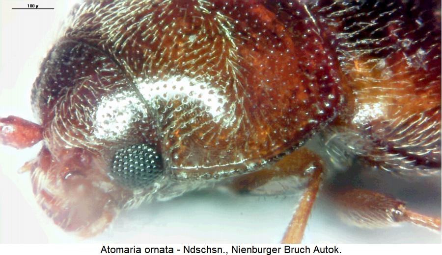atomaria_ornata_hsch.jpg