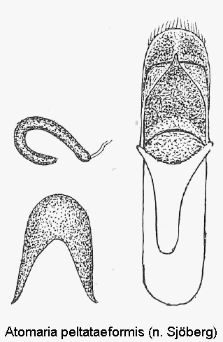 atomaria_peltataeformis1.gif