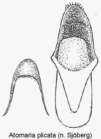 atomaria_plicata.gif