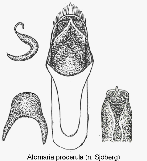 atomaria_procerula1.gif