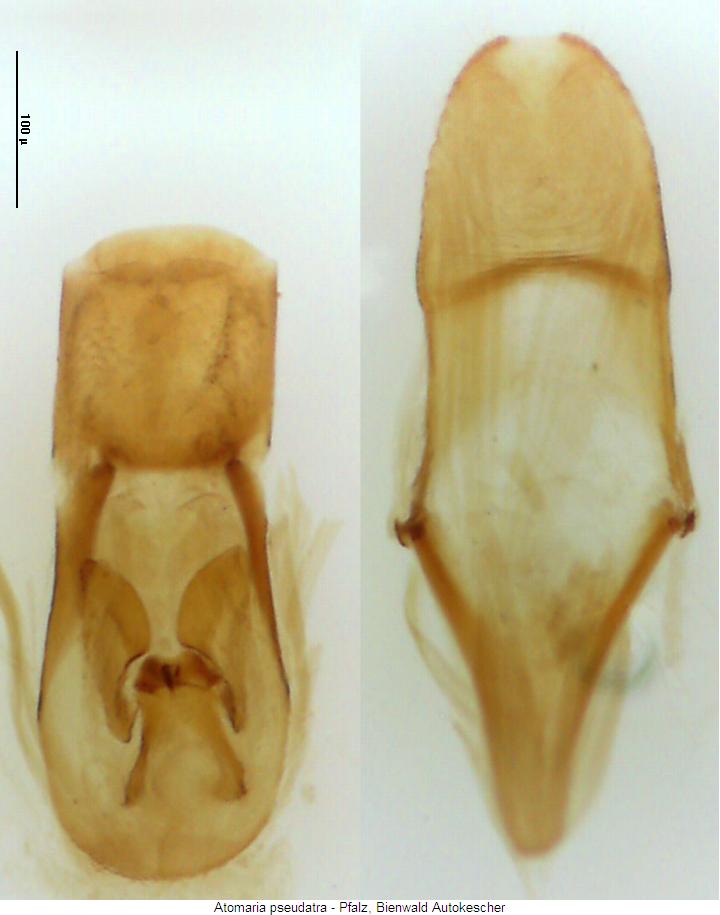 atomaria_pseudatra.jpg