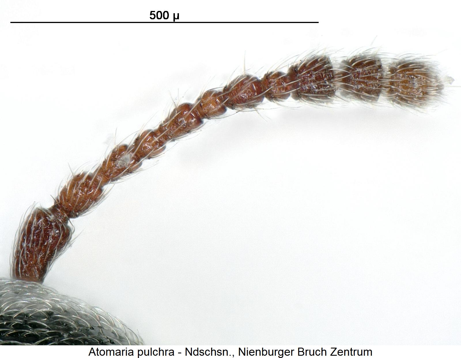 atomaria_pulchra_f.jpg