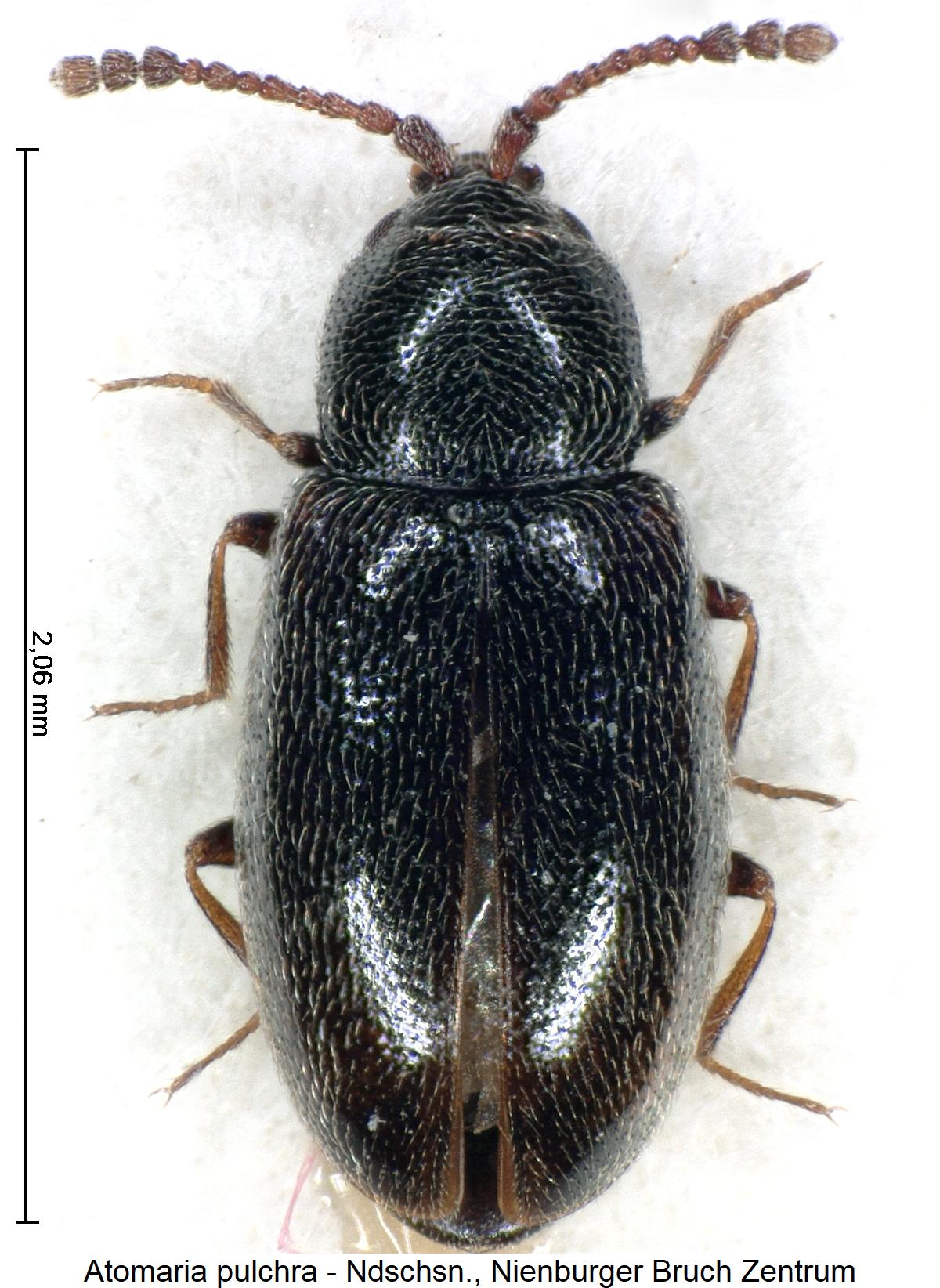 atomaria_pulchra_hab1.jpg