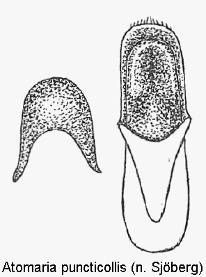 atomaria_puncticollis.gif