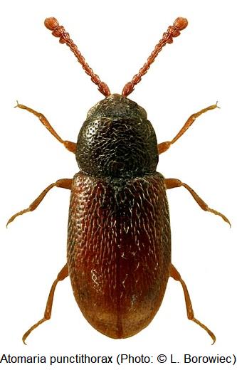 atomaria_punctithorax_hab.jpg