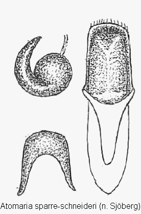 atomaria_sparreschneideri.gif
