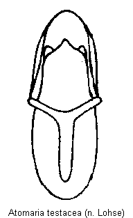 atomaria_testacea.gif