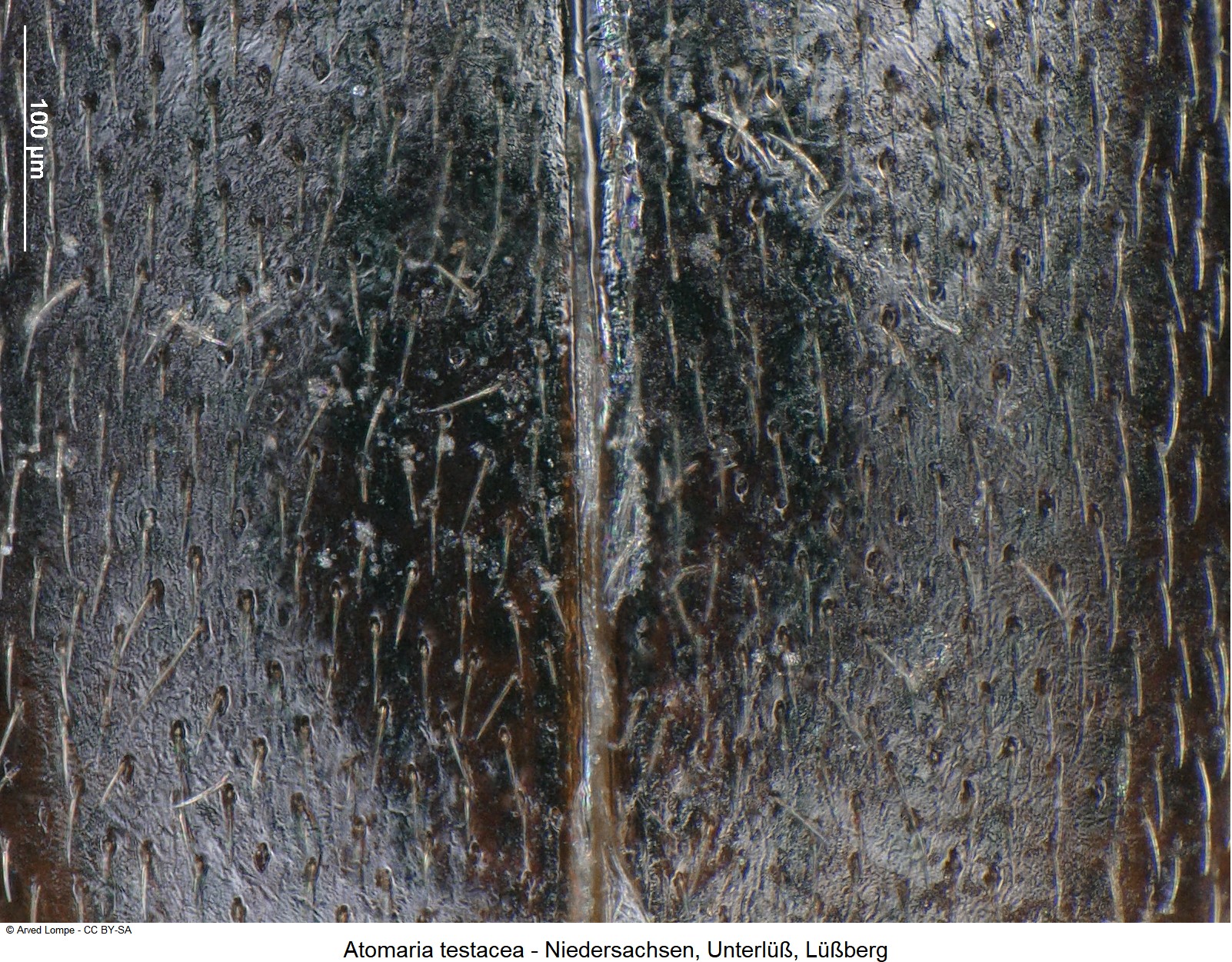 atomaria_testacea_ck30832502_fld.jpg