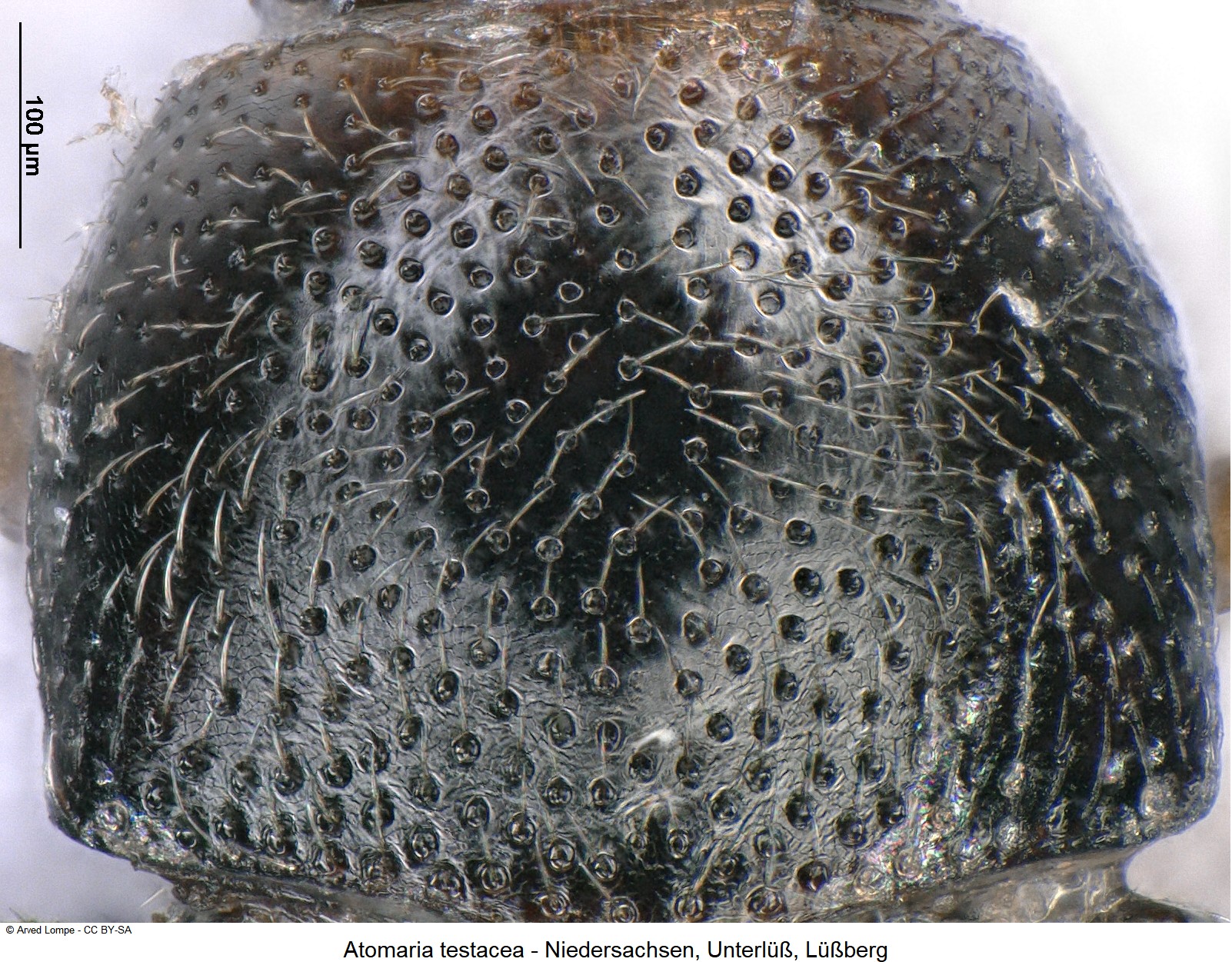 atomaria_testacea_ck30832502_hsch.jpg