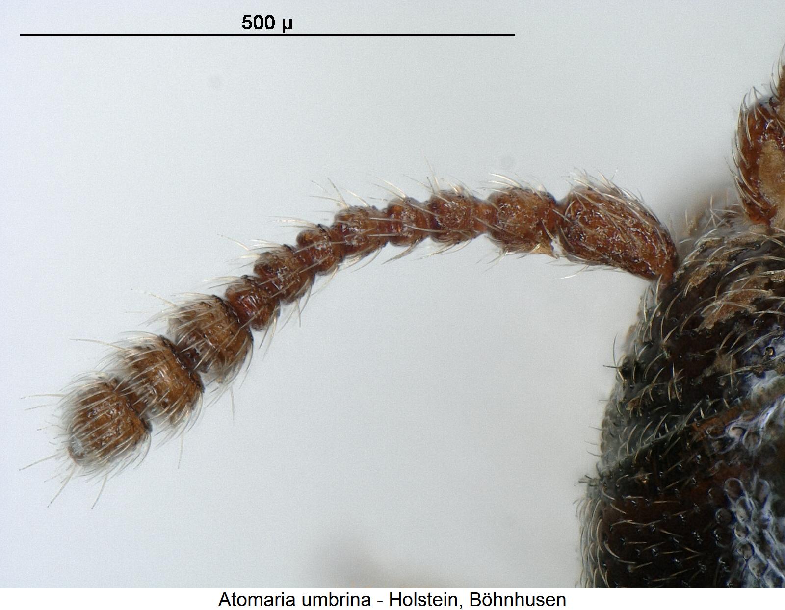 atomaria_umbrina_f.jpg
