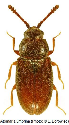 atomaria_umbrina_hab.jpg