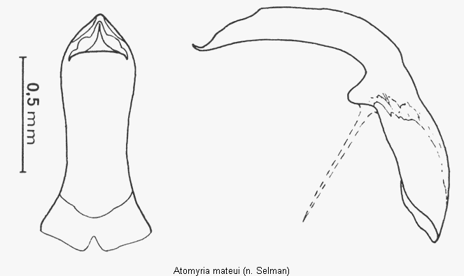 atomyria_mateui.gif