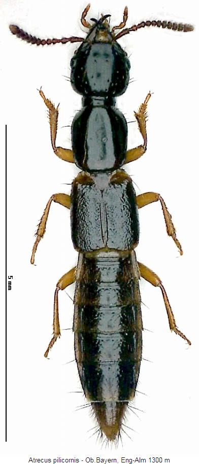 atrecus_pilicornis_hab.jpg
