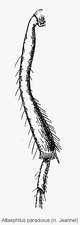 attaephilus_paradoxus_mschn.gif