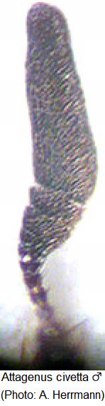 attagenus_civetta_m_f.jpg