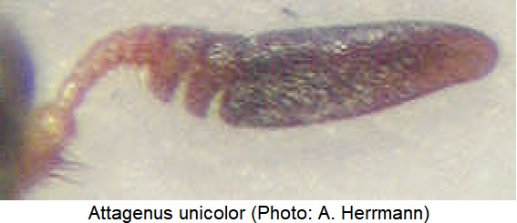 attagenus_unicolor_f.jpg