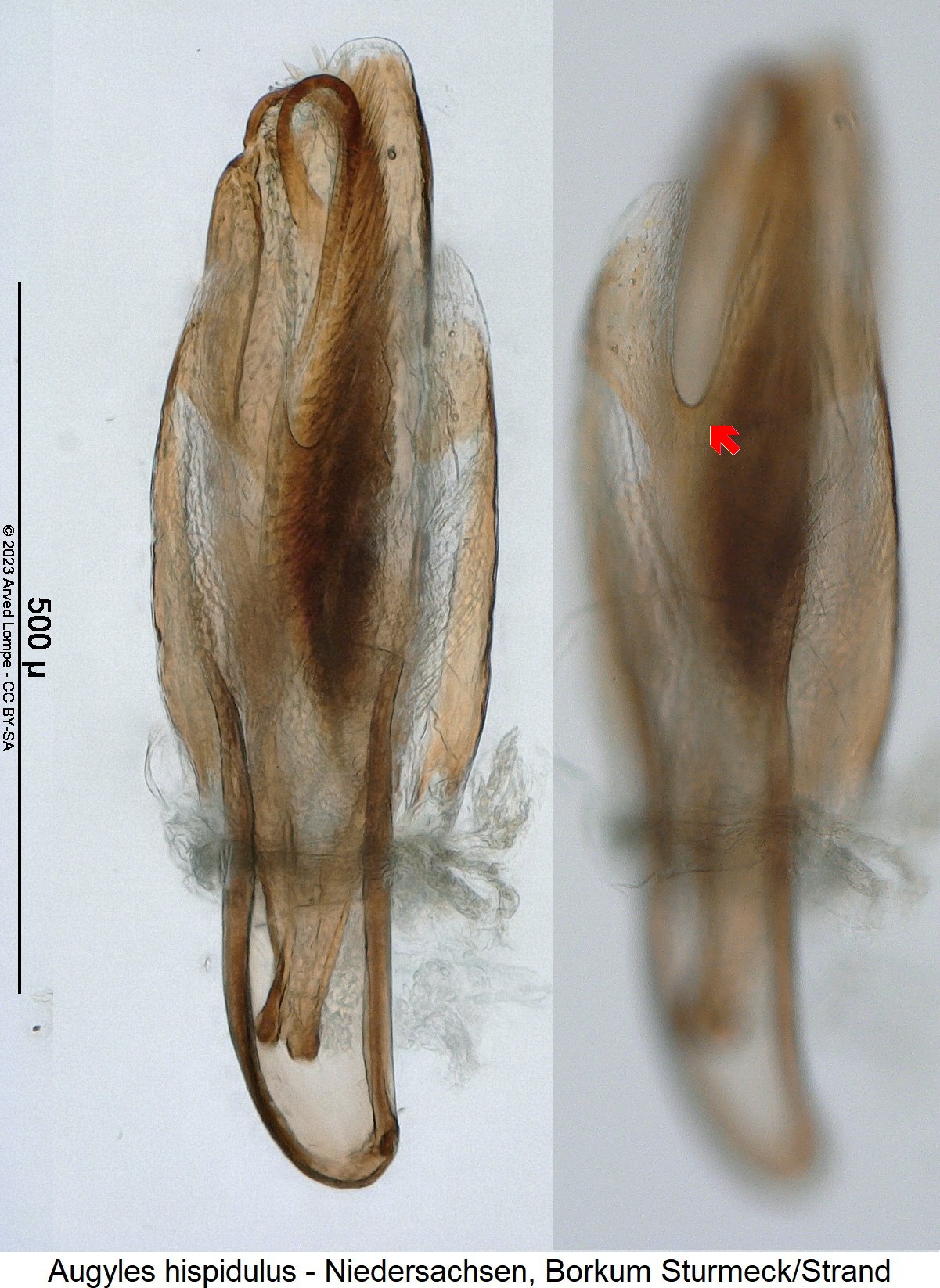 augyles_hispidulus.jpg