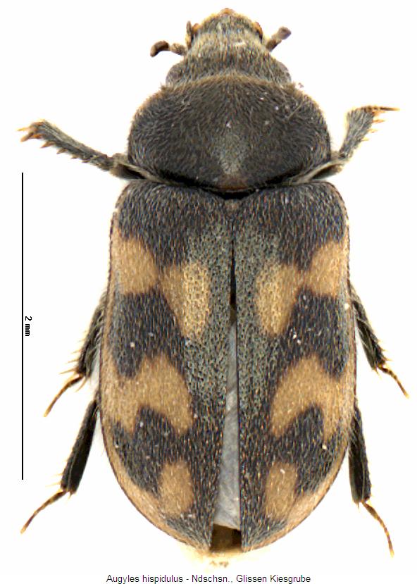 augyles_hispidulus_hab.jpg