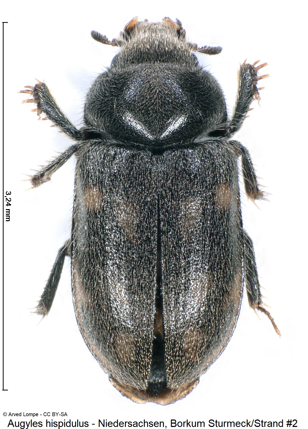augyles_hispidulus_nr2_ck33159840_hab.jpg