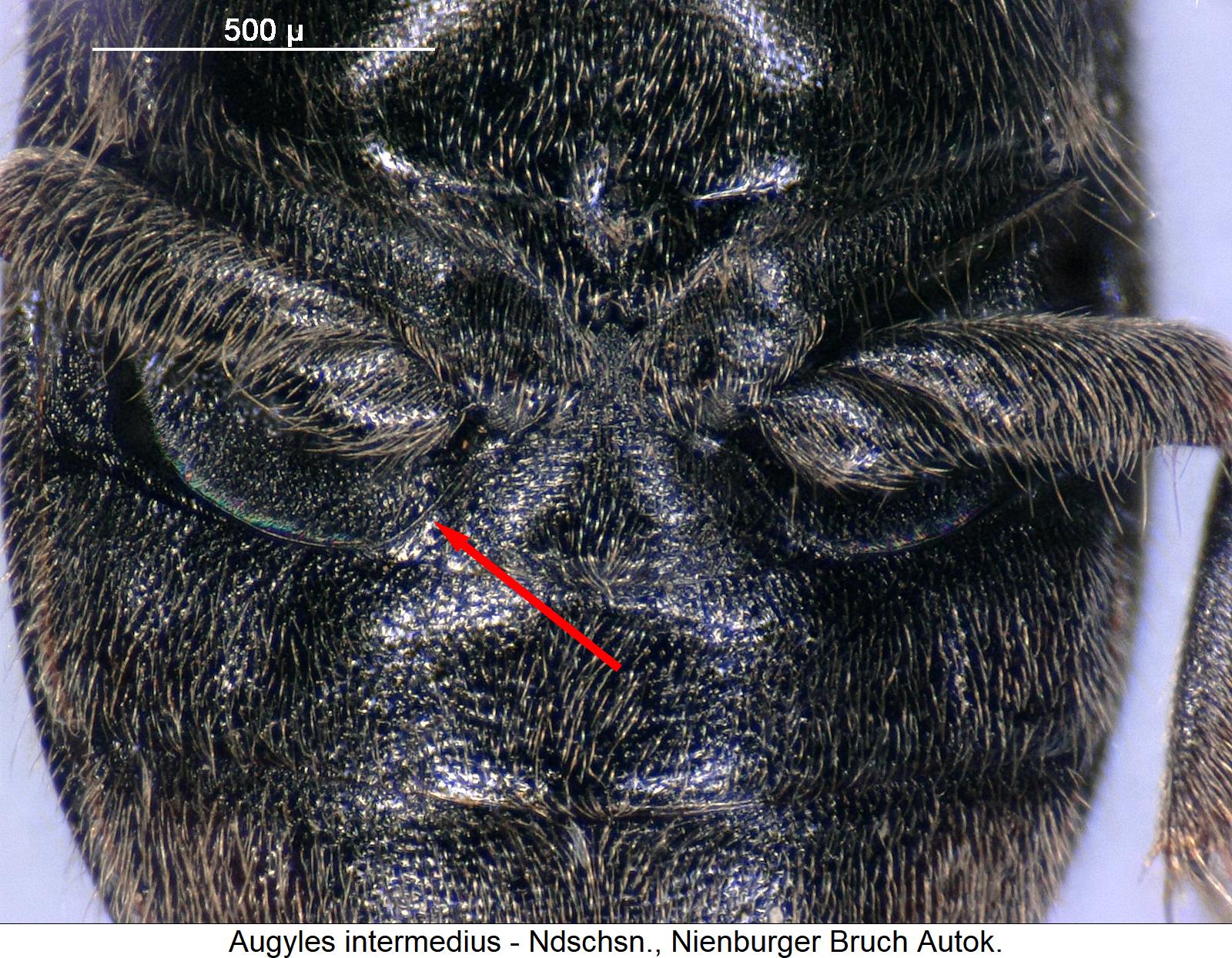 augyles_intermedius_hbr.jpg